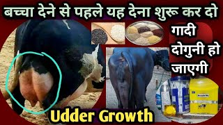 गाय भैंस की गादी(Udder)बढ़ाने के लिए||?बच्चा देने से पहले यह खुराक शुरू कर दो||Udder Growth Double