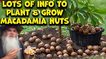 Growing Macadamia Nuts At Home Is EASY. After You Know This...