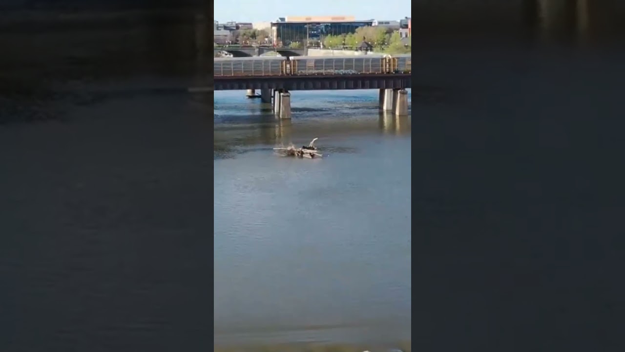 Exploring the Untamed Beauty of the White River. 