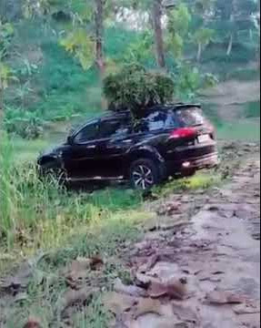 mobil pajero cuma buat ngaret cari rumput #otomotif