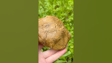 Fossilized Coral Reef! 300+ Million Years Old!! #shorts #fossils #rockhounding