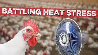 Battling Heat Stress in Poultry Houses - What you NEED TO KNOW to protect your birds this summer