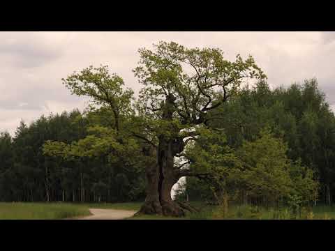 Dąb Dunina Drzewem Roku 2022! European Tree of the Year! Europejskie Drzewo Roku! 4K