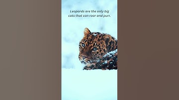 Leopards are skilled climbers, and like to rest in the branches of tree. #leopard #winter #snowfall