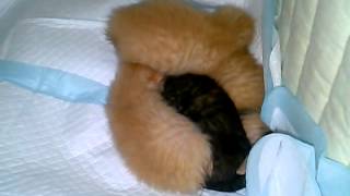 Feeding Orphaned Kittens(4)