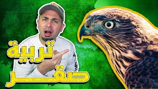 طريقة تربية الصقر وكل شي بتحتاجه للعناية فيه - Hawk Care Routine