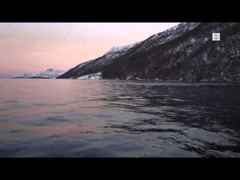 Video: Hvalen Returnerer Telefon Falt I Norskehavet