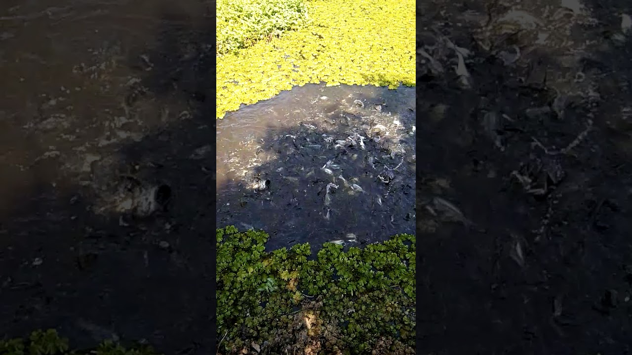 KOLAM IKAN PATIN SEDERHANA