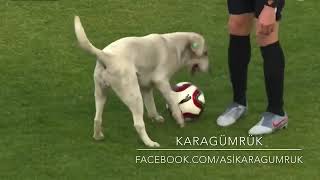 Karagümrük Giresunspor Maçında sahaya giren köpek -Dog entering the field in Match.
