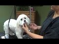 Grooming A Maltese - Puppy Cut (Trailer)
