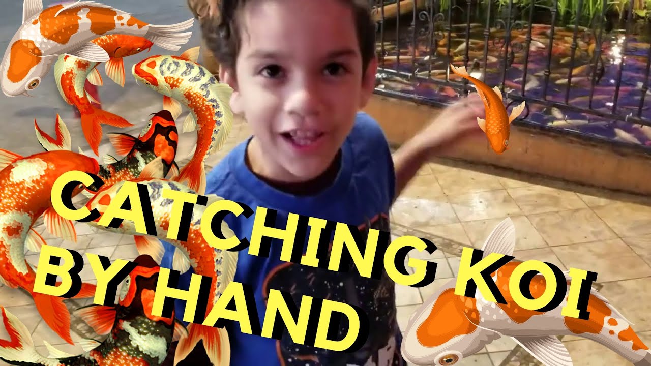 TRYING TO CATCH 1000  Koi fish by HAND!!!!