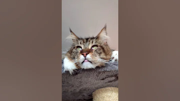 Video 11455861: coon mainecoon cat gato, mains coon cat mainecoon, beautiful mainecoon cat