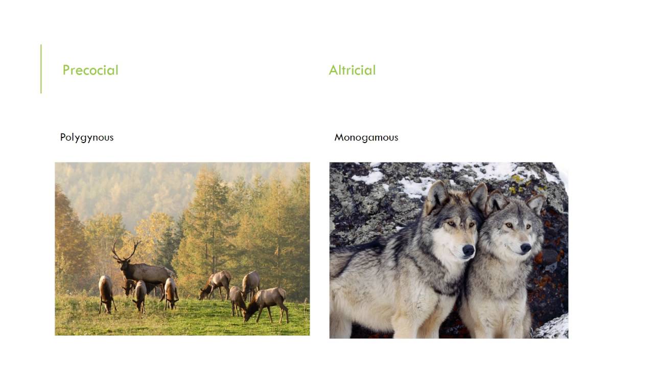 Precocial vs Altricial YouTube