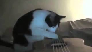Виртуозная игра кота на гитаре Что за мелодию он играет ◀ ПРИКОЛЫ 2013 с животными ►