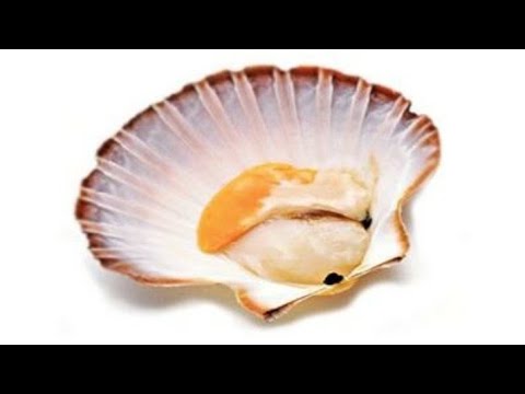 Video: Scallop Nyias