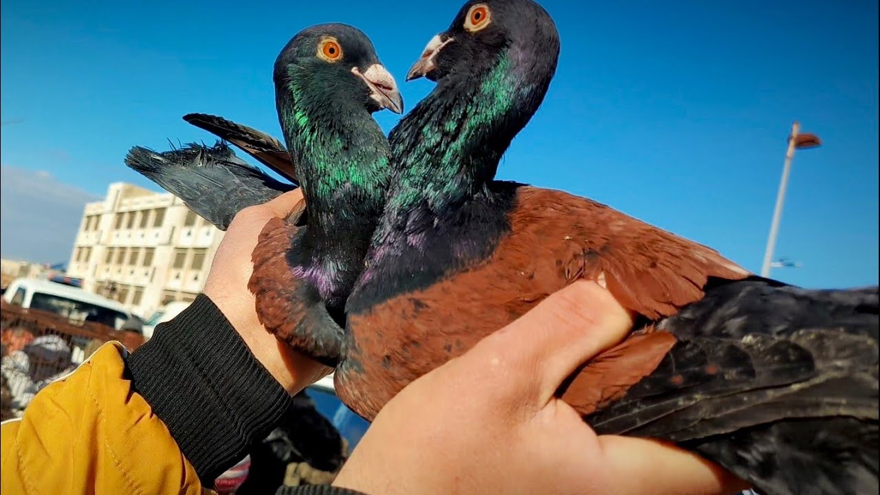 كل اسبوع في طيور جديدة سوق الحمام 