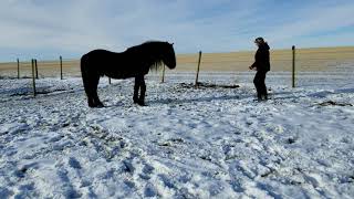Prairie Creek Fonzorelli Kyng - Canadian stallion