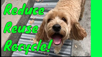 Reduce, Reuse, Recycle, a song to celebrate THE EARTH, by Glenn Colton & Bella the Cockapoo