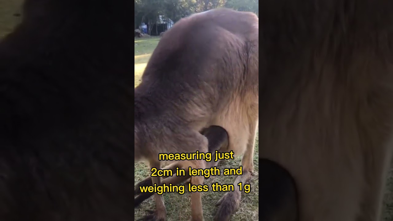 The Miracle of Kangaroo Reproduction