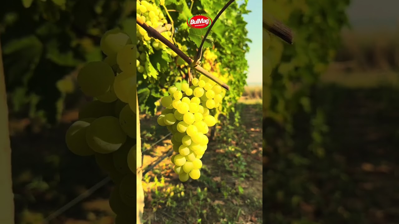 Бяло Десертно Грозде от Лозята на Майсторов от региона на Шумен