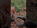 Masked killer #newshortvideo #horror