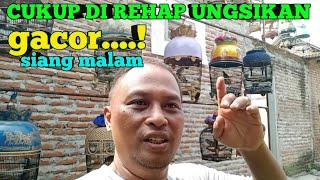 Cukup Di Rehap Ungsikan!!! Burung Perkutut Gacor Siang Malam Birahi Tinggi