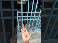 #trendingshorts #funny 🤣🤣😜#video #viral #shortsfeed #today #comedy #animals