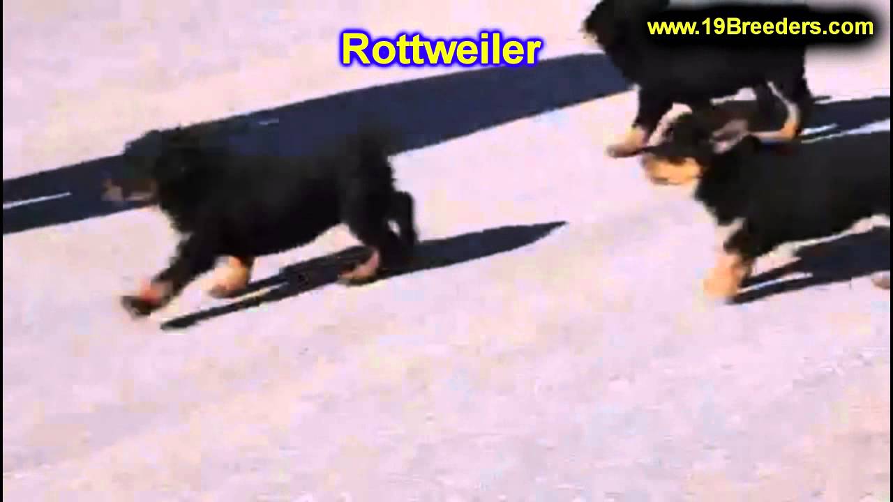 Rottweiler, Puppies, For, Sale, In, Butte Silver Bow, Montana, MT