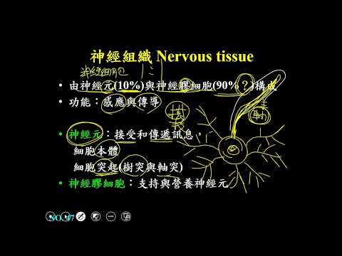 11001選修生物三ch1 1 12神經組織的特徵與功能(二良)