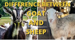 WHAT ARE THE DIFFERENCE BETWEEN GOAT AND SHEEP