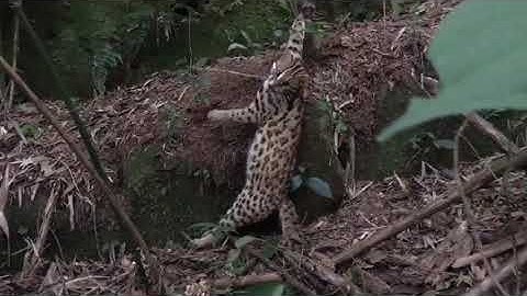 #14 thăm bẫy chồn,dính mèo rừng cực khủng#thambay