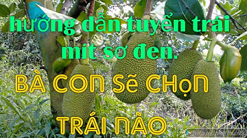 Hướng dẫn tuyển trái mít sơ đen, tuyển trái mít Đạt loại một.