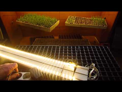 Video: Fideler için LED ampuller. DIY fide lambası