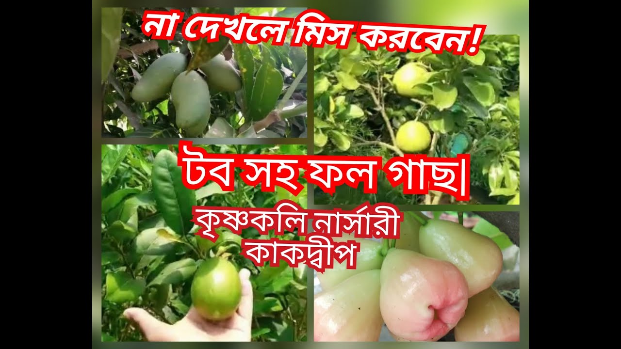 Plant with 100% guarantee||Matured plant with fruit in tub||Thai variety and mother plant available|