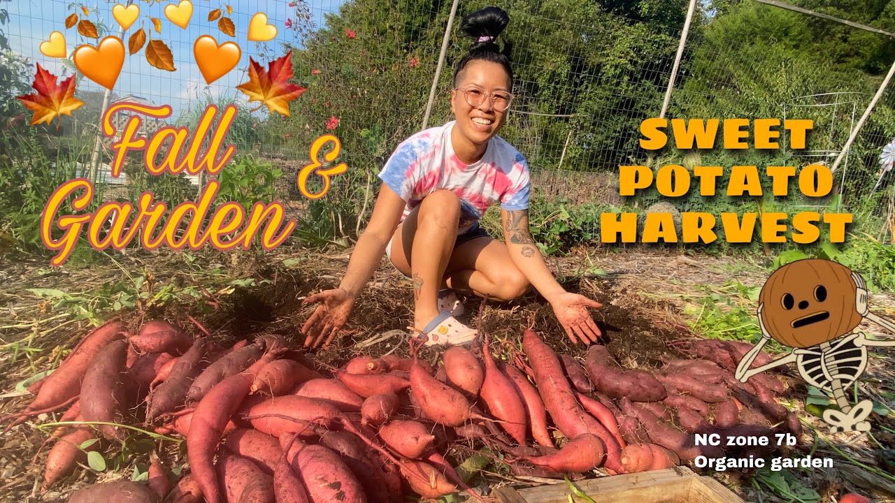 FALL GARDEN 🍁 & SWEET POTATO 🍠 HARVEST 2021 • NC Organic Garden Zone 7b