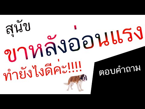 คำถามทางบ้าน สุนัขขาอ่อนแรง ทำไงดีค่ะ ยารักษาสุนัขขาอ่อนแรง สุนัขขาอ่อนแรง วิตามินสุนัขไม่มีแรง