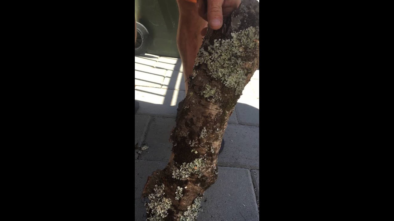 Smoking with cherry wood YouTube