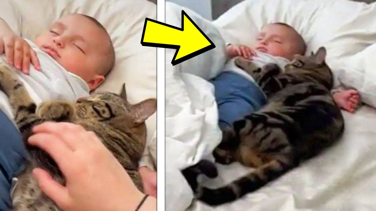 When Parents Learn Why the Cat Won’t Let the Baby Sleep Alone, They Call the Cops