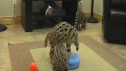 Video 2205651: f1 savannah female, savannah playing