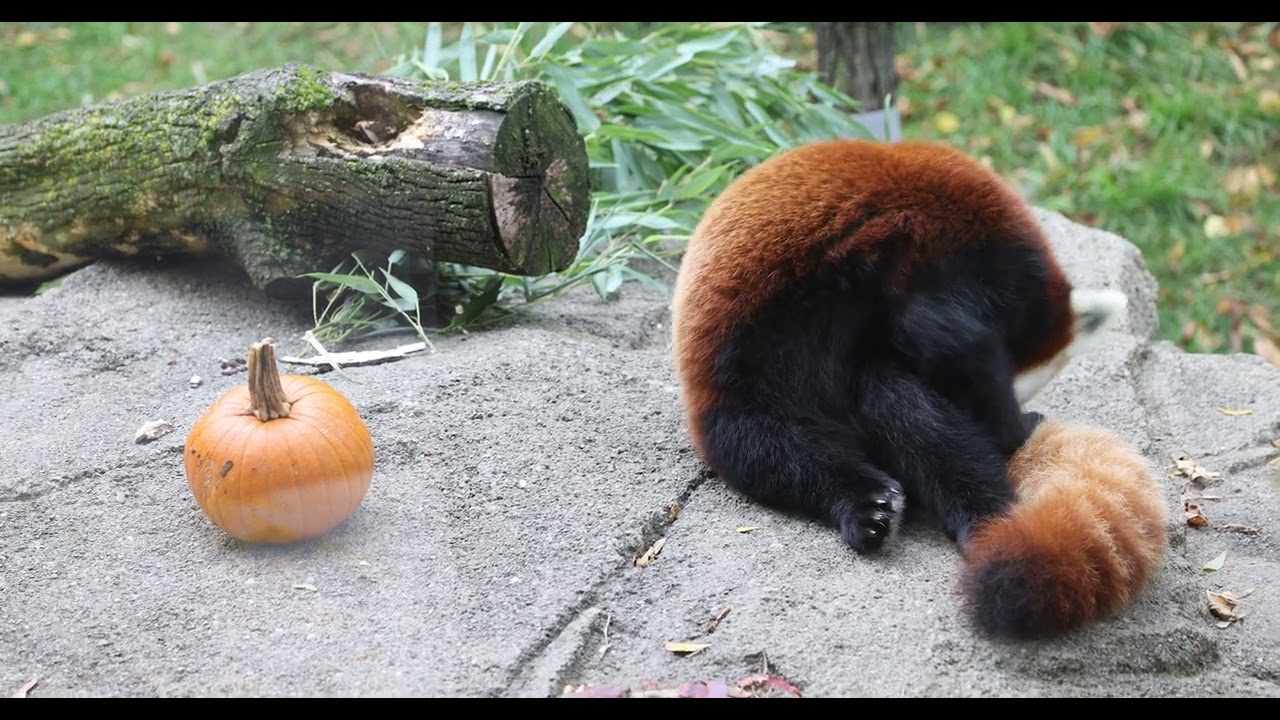 Red Panda and the Pumpkin