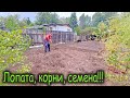 Операция &quot;ОГОРОД&quot;. Вскапываем участок. Выбираем корни сорняка, сеем траву. Первая кража на огороде.