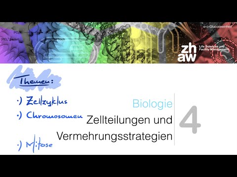 Video: Heissen die zwei Hälften eines duplizierten Chromosoms?