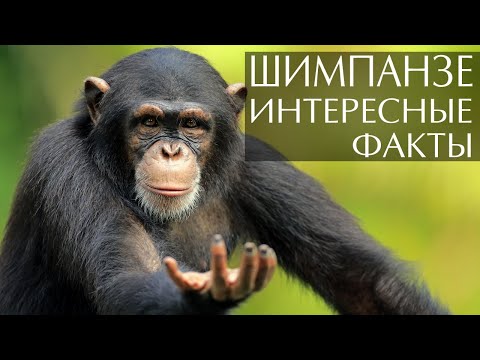 Шимпанзе - интересные факты