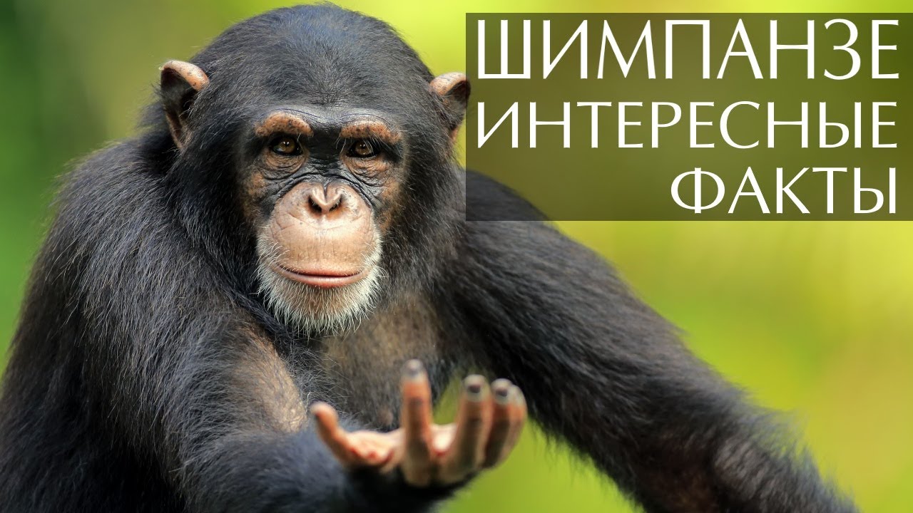 Шимпанзе - интересные факты