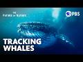 Humpback Whales and Climate Change