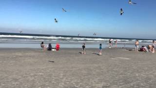 Chasing seagulls at Daytona beach