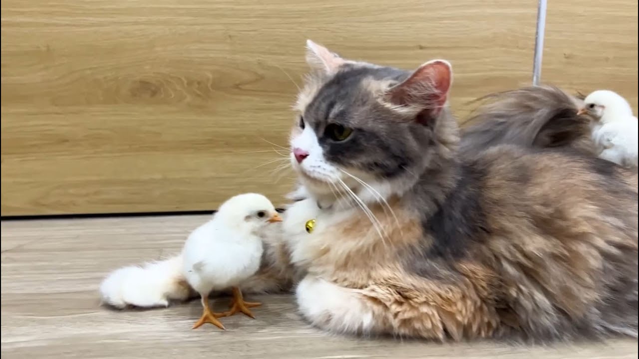 Funny Dog and Cat Playing | Coffin Dance Song Cover | Cute Animal Moments Epm10 