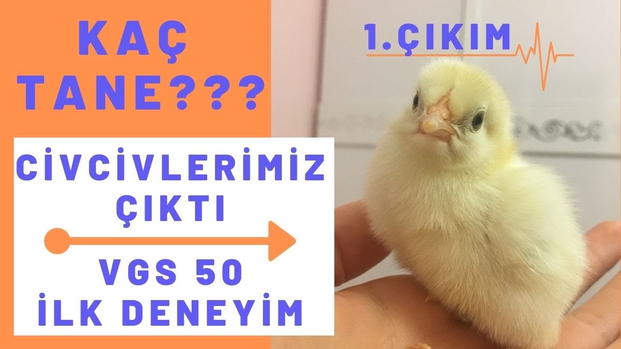 CİVCİVLERİMİZ ÇIKTI! VGS 50 KULUÇKA MAKİNASI DENEYİMİ