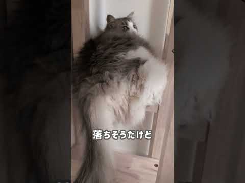 足をひっかけてでもここにいたい猫【ノルウェージャンフォレストキャット】＃Shorts