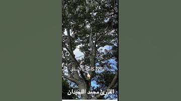 عشائية رائعة لأجمل ماتسمع للقارئ #محمد_اللحيدان  بترتيل يخشع له القلب